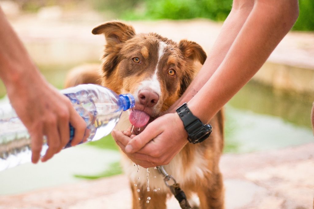 Helpful Steps To Keep In Mind While Rescuing A Stray Animal